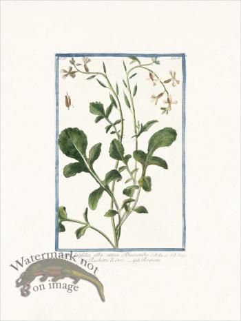 Bonelli 333 Rocket Salad